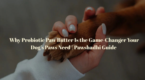 Why Probiotic Paw Butter Is the Game-Changer Your Dog’s Paws Need | Pawshadhi Guide