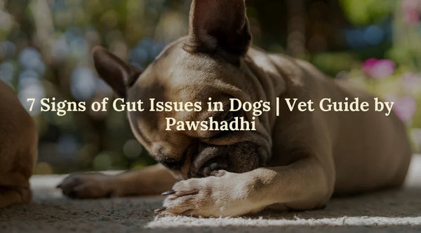 Dog gut health problems – Pawshadhi Blog