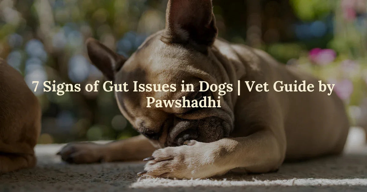 Dog gut health problems – Pawshadhi Blog