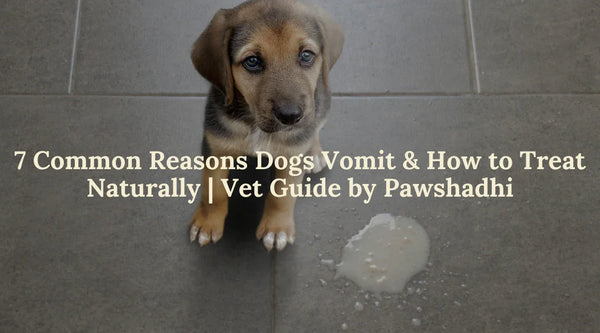 7 Common Causes of Dog Vomiting Every Pet Parent Should Know