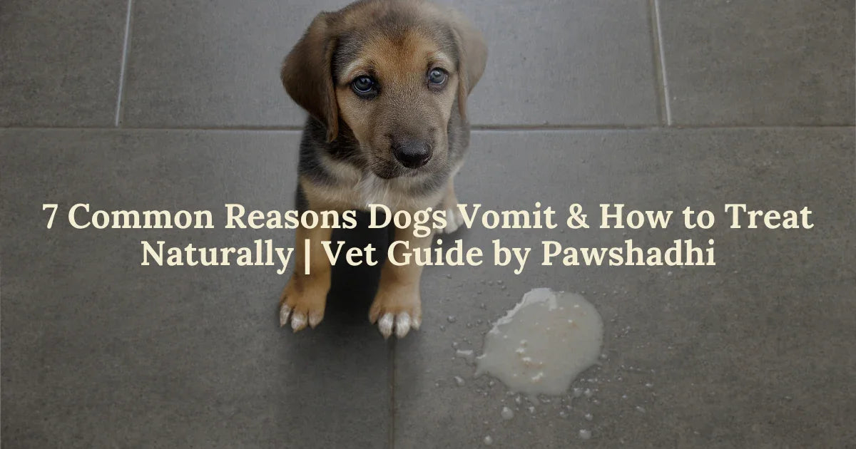 7 Common Causes of Dog Vomiting Every Pet Parent Should Know