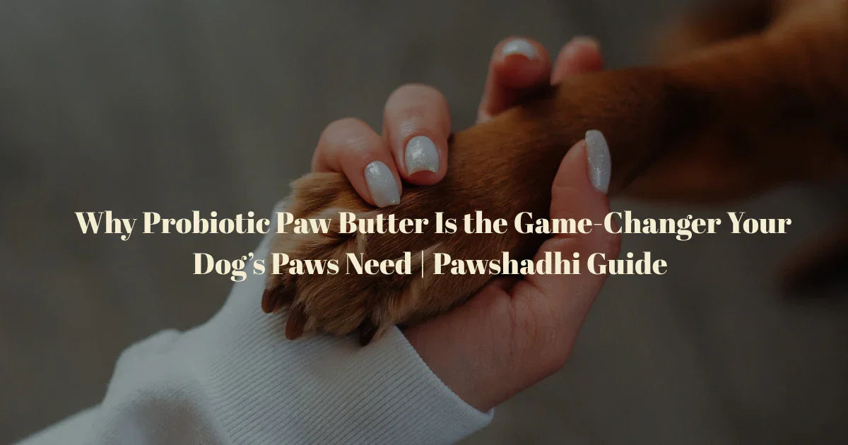 Why Probiotic Paw Butter Is the Game-Changer Your Dog’s Paws Need | Pawshadhi Guide