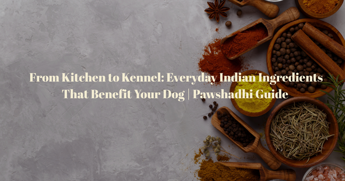 From Kitchen to Kennel: Everyday Indian Ingredients That Benefit Your Dog