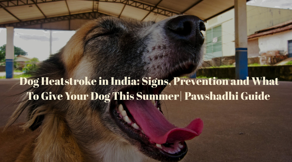Dog Heatstroke in India: Signs, Prevention and What To Give Your Dog This Summer