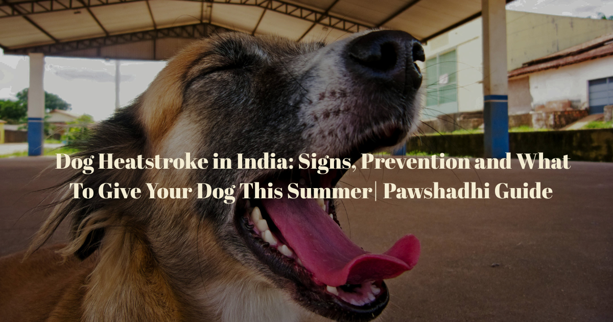 Dog Heatstroke in India: Signs, Prevention and What To Give Your Dog This Summer