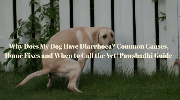 Why Does My Dog Have Diarrhoea? Common Causes, Home Fixes and When to Call the Vet