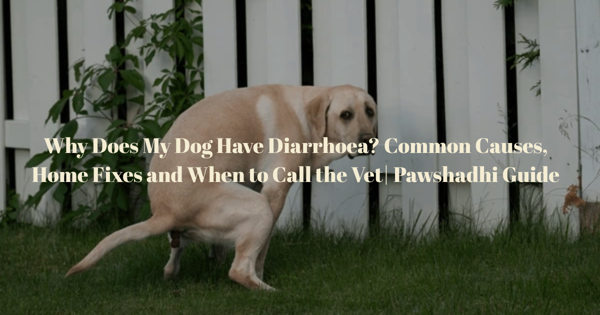 Why Does My Dog Have Diarrhoea? Common Causes, Home Fixes and When to Call the Vet
